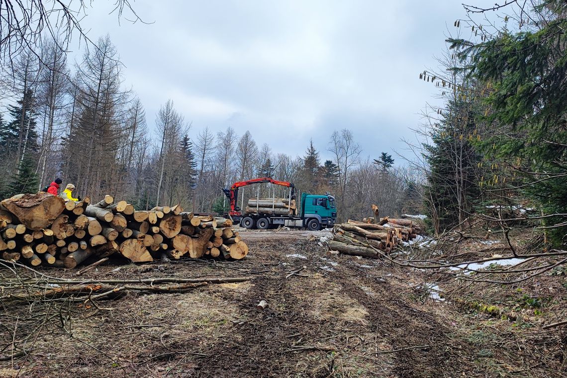 Wspólny Las alarmuje: Szczyt Gloriety koło Iwonicza-Zdroju po kolejnych wycinkach