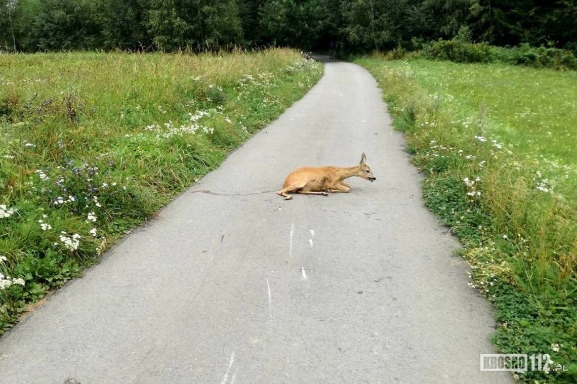 Wypadki z udziałem zwierząt. Kodeks postępowania w takich sytuacjach