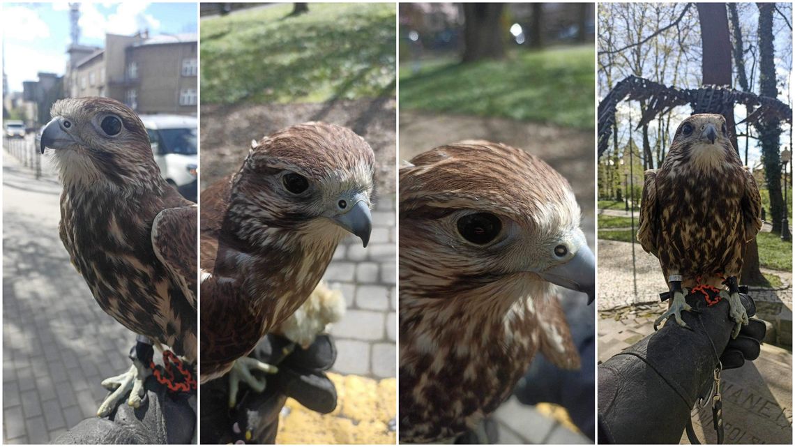Zaginął hodowlany sokół. Może być w powiecie krośnieńskim [ODNALEZIONY]