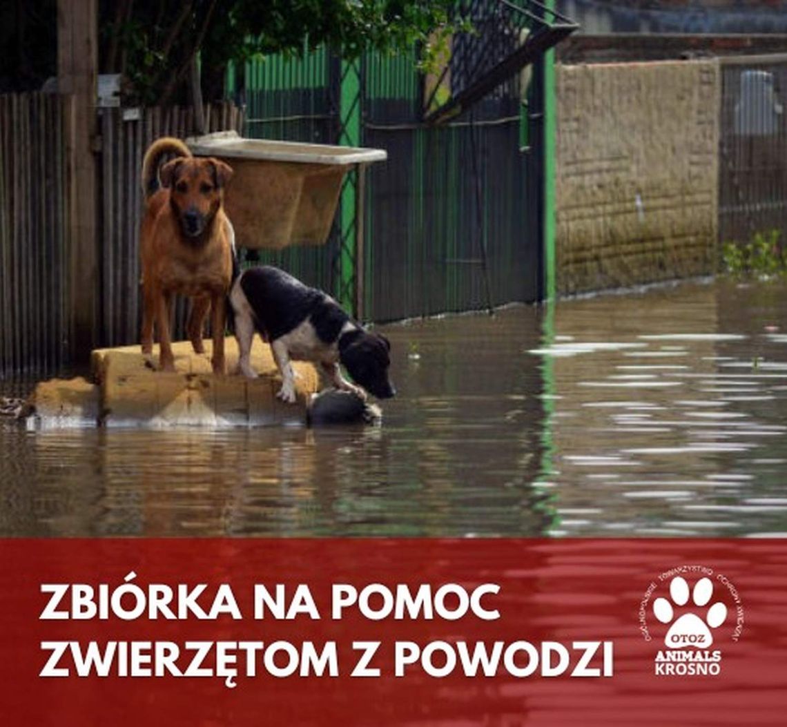 Zbiórka karmy dla zwierząt z terenów powodziowych – pomóżmy razem!