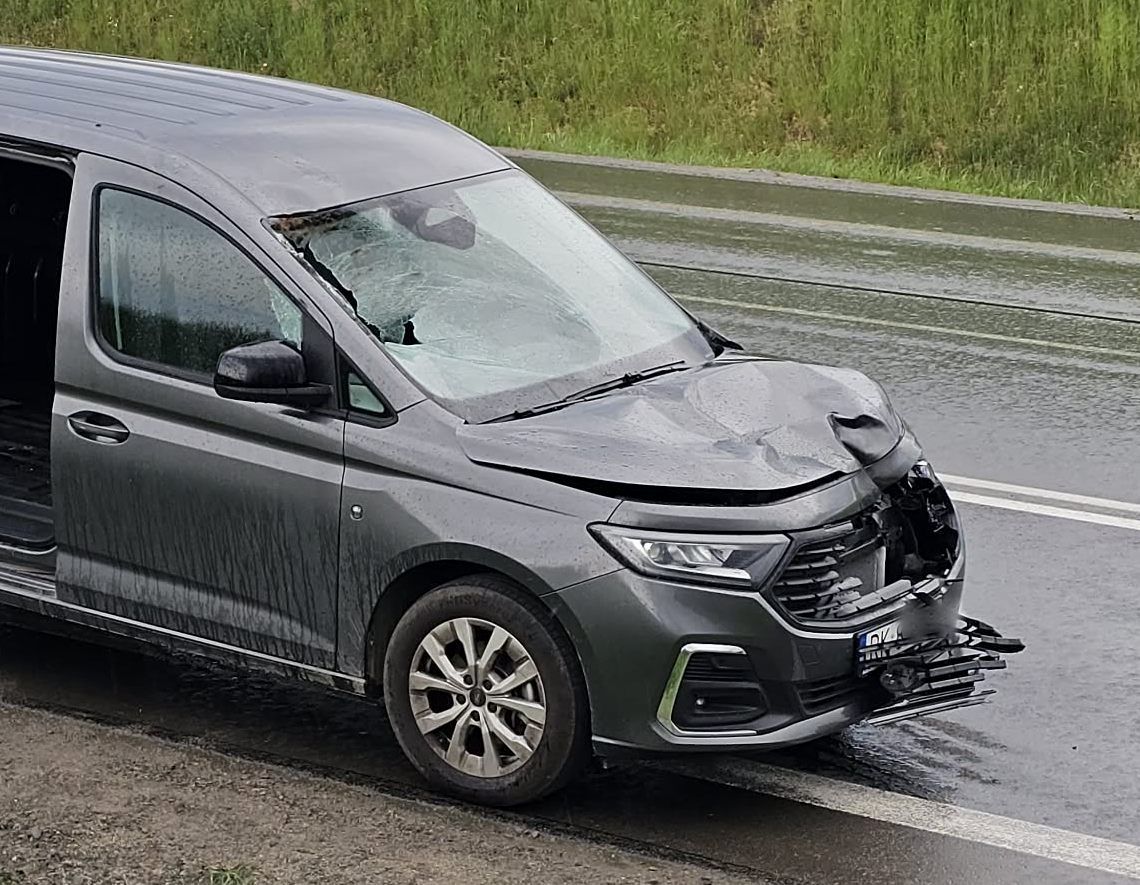 Zderzenie z sarną na DW864 w Rogach