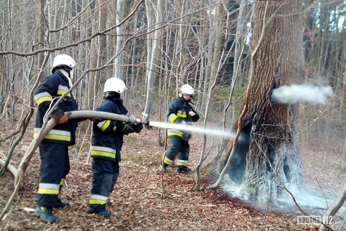 ZRĘCIN: W dziupli drzewa rozpalili ognisko