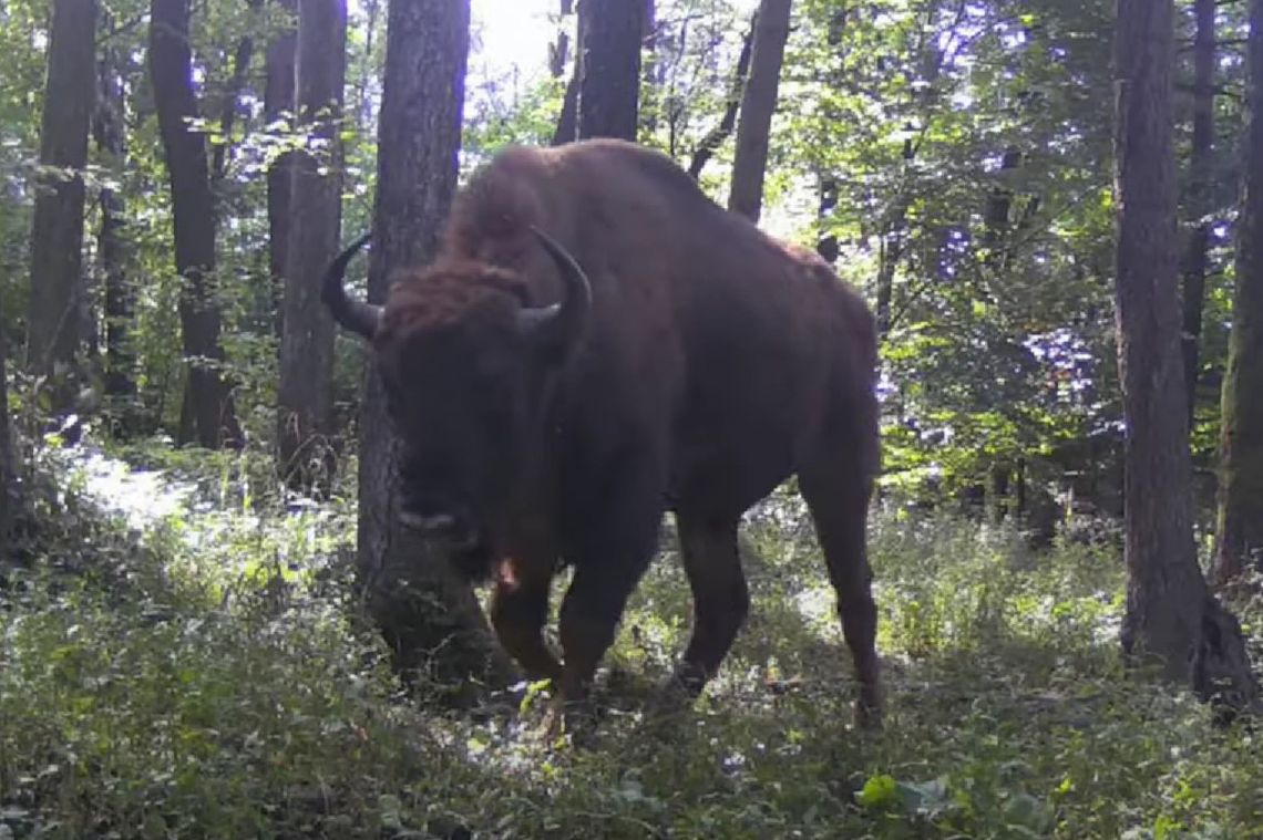 Żubr samotnik zapuścił się w okolice Rymanowa-Zdroju. Leśnicy podkreślają, że to nic nienaturalnego