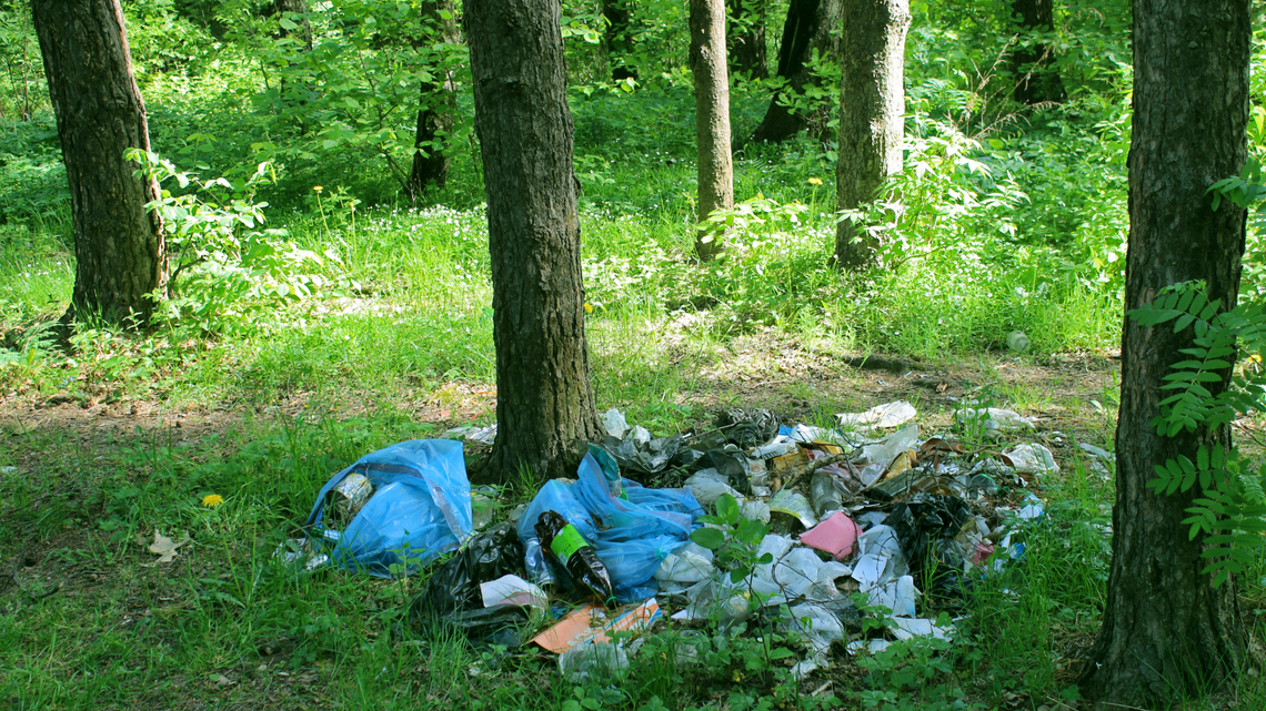Zwierzęta nie śmiecą. Ludzie – tak! Dlaczego odpady w lesie to coś więcej niż brzydki widok