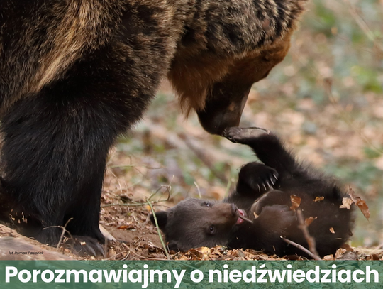 Otwarcie wystawy i spotkanie „Porozmawiajmy o niedźwiedziach"