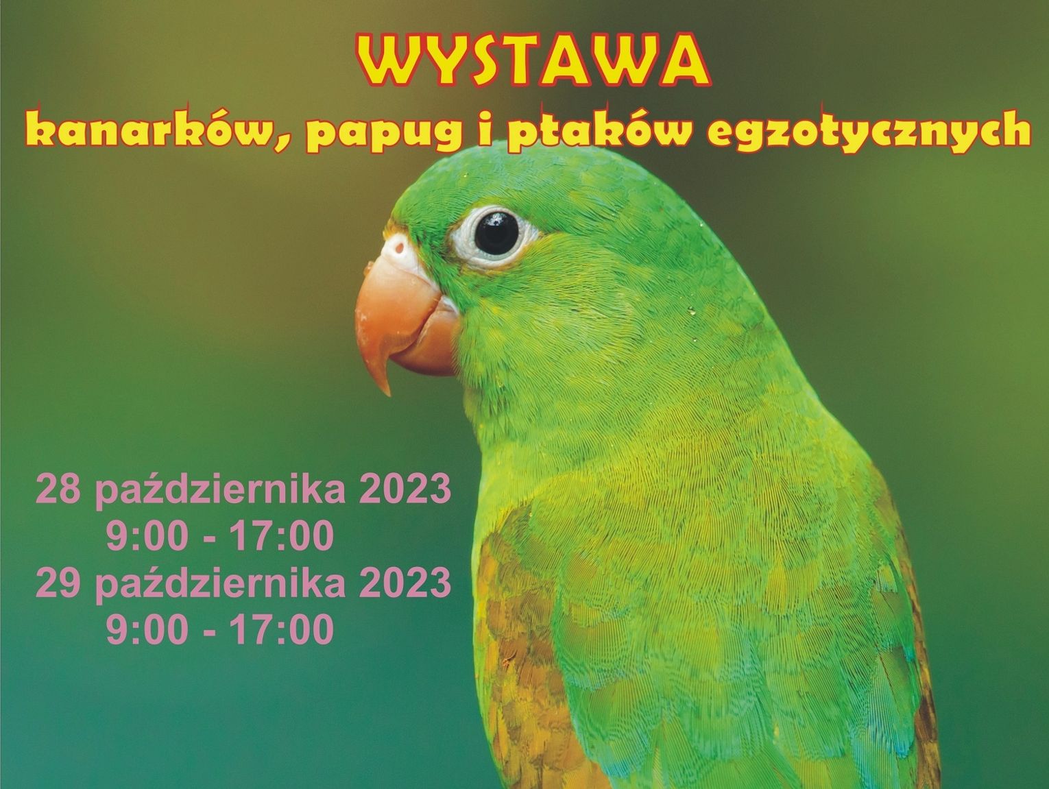 Wystawa Kanarków Papug I Ptaków Egzotycznych 3605